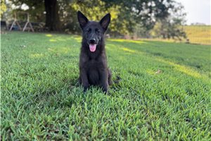 Indigo - puppy for sale