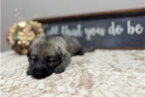 Ives - puppy for sale
