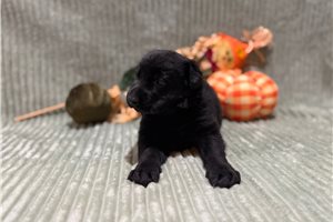 Kenzie - German Shepherd for sale
