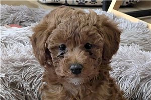 Claudette - puppy for sale
