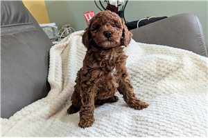 Cyrus - Poodle, Toy for sale