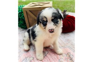 Opal - puppy for sale