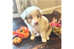Oakleigh - puppy for sale