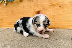 Ocean - puppy for sale