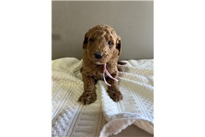 Rory - Standard Poodle for sale