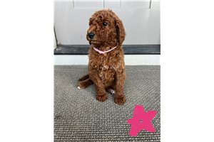 Rory - Poodle, Standard for sale