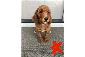 Ruth - Poodle, Standard for sale