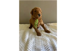 Ryder - Standard Poodle for sale