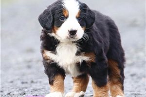 Dixie - Bernese Mountain Dog for sale