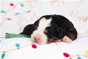 Gunner Green - puppy for sale