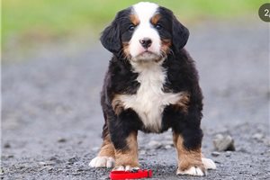Dillie - Bernese Mountain Dog for sale