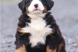 Diva - Bernese Mountain Dog for sale
