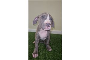 Wolfgang - puppy for sale