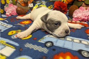Edison - puppy for sale