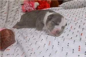 Easton - American Bully for sale
