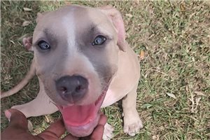 Desiree - puppy for sale