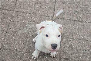 Laser - American Bully for sale