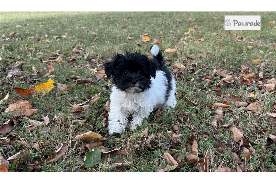 Collette - Maltipoo for sale