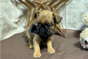 Boss - Brussels Griffon for sale