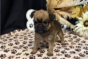 Buttons - Brussels Griffon for sale