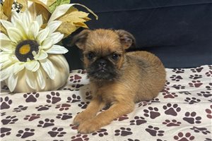 Boss - Brussels Griffon for sale