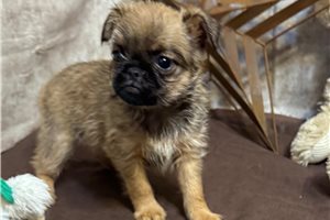 Bartholomew - puppy for sale