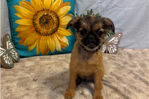 Bartholomew - puppy for sale