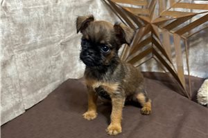 Buster - puppy for sale