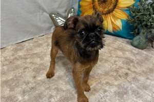 Buster - Brussels Griffon for sale