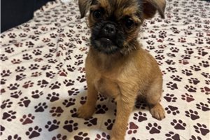 Bartholomew - Brussels Griffon for sale