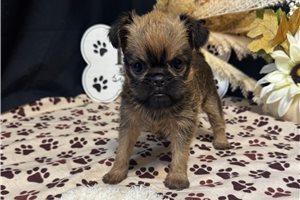Buttons - Brussels Griffon for sale