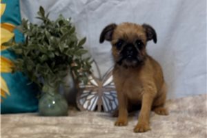 Boss - Brussels Griffon for sale