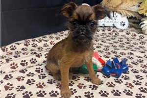 Buster - Brussels Griffon for sale