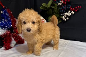 Diesel - Malti Poo - Maltipoo for sale