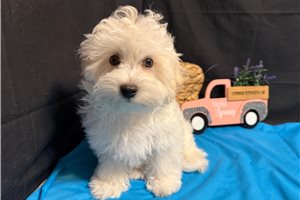 Karter - Malti Poo - Maltipoo for sale