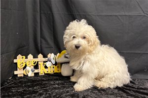 Karter - Malti Poo - Maltipoo for sale