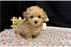 Mindy - puppy for sale
