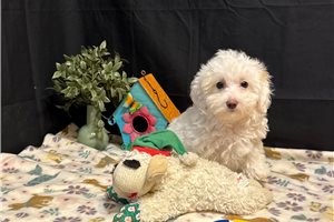 Perdita - Malti Poo - Maltipoo for sale