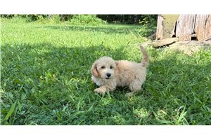 Dallas - Malti Poo - Maltipoo for sale