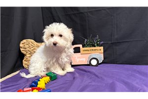 Perdita - Malti Poo - Maltipoo for sale