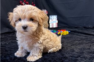 Matthew - Malti Poo - Maltipoo for sale