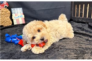 Adam - Malti Poo - Maltipoo for sale
