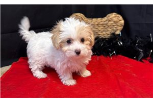 Pamela - Malti Poo - Maltipoo for sale
