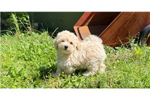 Andy - Malti Poo - Maltipoo for sale