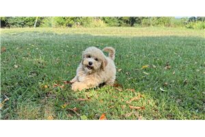 Dallas - puppy for sale
