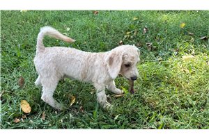 Diesel - Malti Poo - Maltipoo for sale