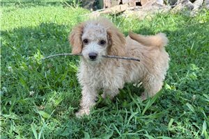Diesel - Malti Poo - Maltipoo for sale