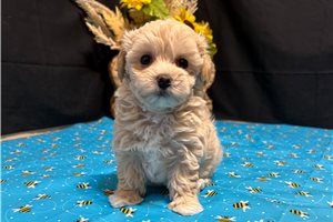 Ava - puppy for sale