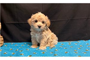 Andy - puppy for sale
