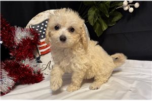 Dixie - puppy for sale